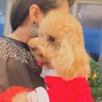 Priyanka Nalkari Instagram - #christmasattire #pet #love #littlesanta #cutewe #smiles #positivity #festivemood #selfietime #xmastree #poodle #santa #lastmonthoftheyear #december #instamood #malaysia #kl
