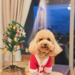 Priyanka Nalkari Instagram - #christmasattire #pet #love #littlesanta #cutewe #smiles #positivity #festivemood #selfietime #xmastree #poodle #santa #lastmonthoftheyear #december #instamood #malaysia #kl