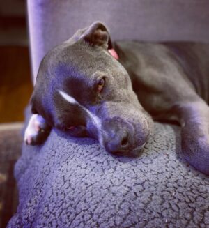 Rachel Nichols Instagram - She’s the best baby of all the babies…