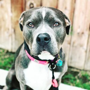 Rachel Nichols Instagram - Three years ago today, @lolo_gurl came into our lives…and now I can’t imagine a day without her. Many thanks to:

@kershaw_m 
@nyjenn7 
@normanlovessquirrels 
@tongue.in.chic 
@apurposefulrescue 

Our little family wouldn’t have been made complete without your loving care and help!