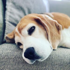 Rachel Nichols Instagram - This is Buddy. He is my sidekick for the day. I appreciate his company especially because I miss @lolo_gurl so very much. Buddy loves to snore and also go spelunking in small trash bins, but his floppy ears are so soft and velvet that I would let him get away with murder…