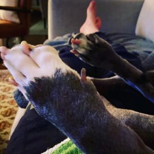 Rachel Nichols Instagram - Paws-itively adorable sofa cuddles.