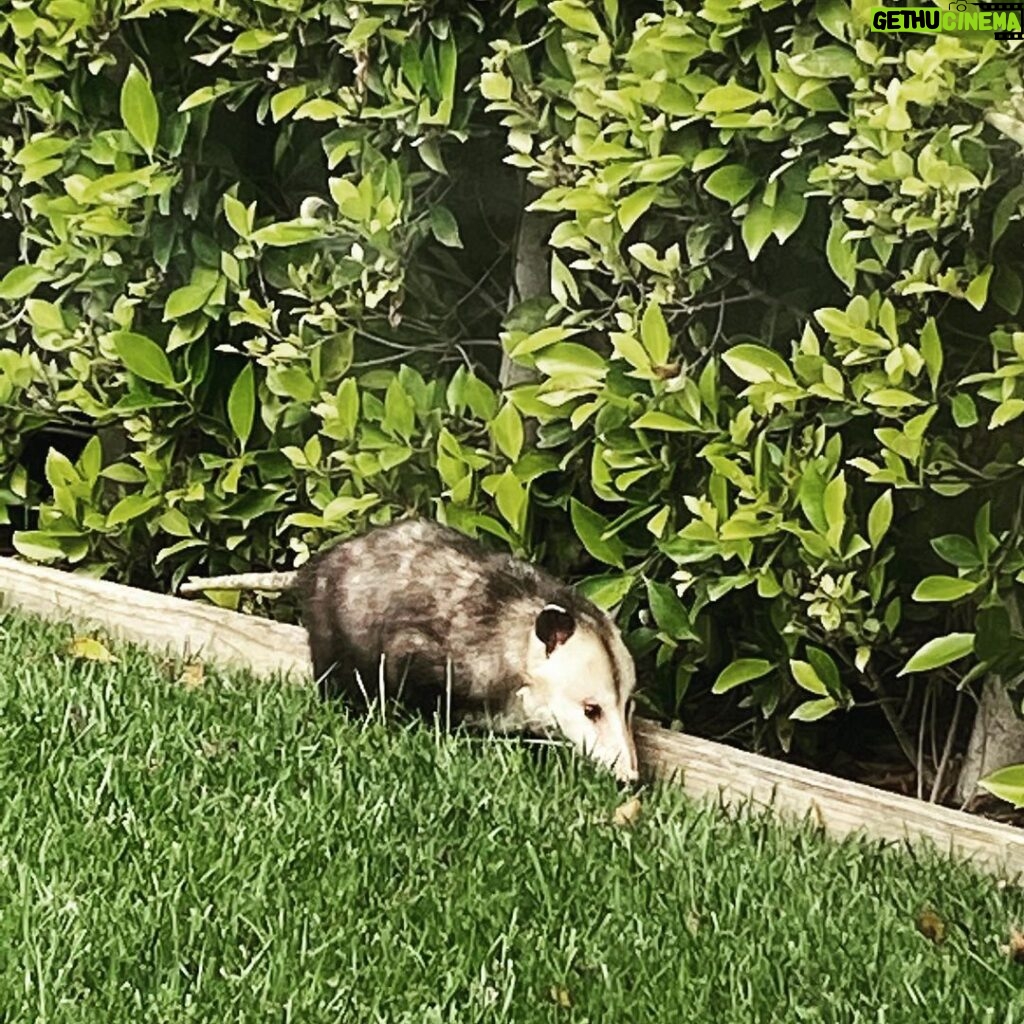 Rachel Nichols Instagram - Earlier this week I announced the passing of our backyard buddy, Peter the Opossum, because there was a flattened opossum in the middle of our street. However…this dude is currently roaming around my lawn, so…is it Peter or an imposter? We will never know. Also, I thought opossums were nocturnal. Am I crazy?