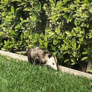 Rachel Nichols Instagram - Earlier this week I announced the passing of our backyard buddy, Peter the Opossum, because there was a flattened opossum in the middle of our street. However…this dude is currently roaming around my lawn, so…is it Peter or an imposter? We will never know. Also, I thought opossums were nocturnal. Am I crazy?