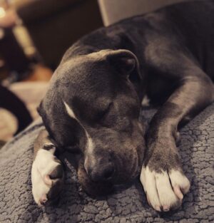 Rachel Nichols Instagram - She is my one-and-only child…asleep by my side. What would I do without @lolo_gurl - there is no answer.