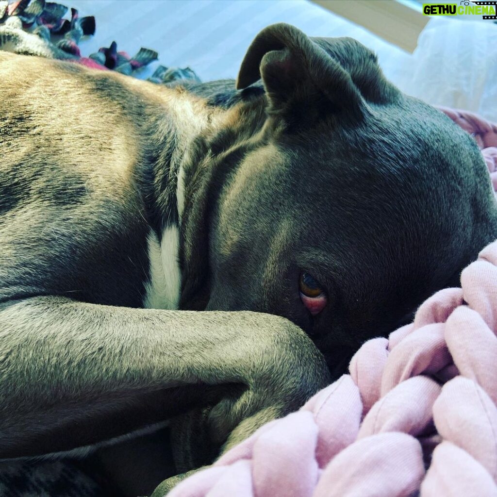 Rachel Nichols Instagram - Mom, you never let me sleep in bed, so when you do let me sleep in bed…I am not getting out. Not ever. Go away. I do have to pee, but I will hold it. Forever.