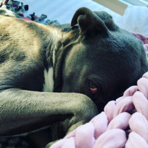 Rachel Nichols Instagram - Mom, you never let me sleep in bed, so when you do let me sleep in bed…I am not getting out. Not ever. Go away. I do have to pee, but I will hold it. Forever.