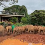 Raquelle Stevens Instagram - @sheldricktrust 🤍 Kenya, Africa
