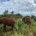 Raquelle Stevens Instagram - @sheldricktrust 🤍 Kenya, Africa