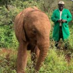 Raquelle Stevens Instagram - Loved getting to see the elephants @sheldricktrust. The Sheldrick Trust is dedicated to the protection of wildlife and the preservation of habitats in East Africa. The trust was started more than 40 years ago and is best known for its Orphans' Project. It was the first elephant orphan rescue and rehabilitation program in the world. And I got to adopt an elephant named Ziwadi!! 🤗🐘🤍 Kenya, Africa