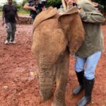 Raquelle Stevens Instagram - Loved getting to see the elephants @sheldricktrust. The Sheldrick Trust is dedicated to the protection of wildlife and the preservation of habitats in East Africa. The trust was started more than 40 years ago and is best known for its Orphans' Project. It was the first elephant orphan rescue and rehabilitation program in the world. And I got to adopt an elephant named Ziwadi!! 🤗🐘🤍 Kenya, Africa