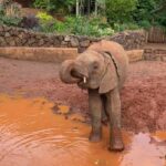 Raquelle Stevens Instagram - Loved getting to see the elephants @sheldricktrust. The Sheldrick Trust is dedicated to the protection of wildlife and the preservation of habitats in East Africa. The trust was started more than 40 years ago and is best known for its Orphans' Project. It was the first elephant orphan rescue and rehabilitation program in the world. And I got to adopt an elephant named Ziwadi!! 🤗🐘🤍 Kenya, Africa