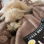 Reese Witherspoon Instagram - Happy #NationalDogDay! With #ReesesBarkClub... anything is paw-sible. 🐶🐾 ✨ 📸: @alfreads_books @shereadsonthebeach @pugsnpages @readingwithreesey @paws.and.read @books_wine_and_sunshine @charliebrounandliv @readbyraines @gissellereads