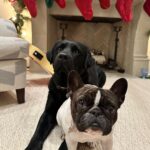 Reese Witherspoon Instagram - Holidays are just better with dogs ! Lots of dogs. 🐕‍🦺🦴❤️🎄Major+Minnie 🎁