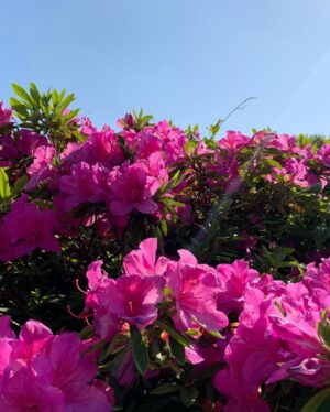 Rina Aizawa Instagram - 天気がいいのでお散歩をしました。
太陽の光を浴びて☀️
緑を沢山みて🌿
気分転換になりました✨

自然に触れるのはとても好きです。
でも虫は苦手😂😂(虫ゴメンネ)