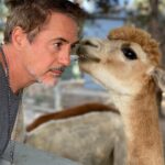 Robert Downey Jr. Instagram – #FuzzytheAlpaca has an exciting announcement. #TheBond will air on @discovery! Our series dives in to the wondrous and intimate connections between humans and animals. (Because animals are people too, and humans are animals, last I checked.)