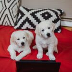 Robin Blase Instagram - All diese süßen Tiere haben schon das neue Video geguckt. Jetzt ihr! Link zum neuen YouTube Video featuring Welpen & Minischwein jetzt auf dem RobBubble Kanal. Link in der Bio! #cuteanimals #animalsofinstagram #animals #pig #puppy