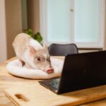 Robin Blase Instagram - All diese süßen Tiere haben schon das neue Video geguckt. Jetzt ihr! Link zum neuen YouTube Video featuring Welpen & Minischwein jetzt auf dem RobBubble Kanal. Link in der Bio! #cuteanimals #animalsofinstagram #animals #pig #puppy