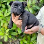 Rockwilder Instagram - My son @pudoublep just set the season off right with the new @dogghouseexotics brand of the best frenchies and bulldogs on the radar!!! Make sure you check ‘em out!! All colors, all flavors!! Let’s get it!! #dogs #breed #animal #frenchbulldog #englishbulldogs