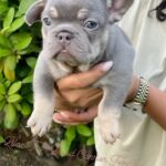 Rockwilder Instagram - My son @pudoublep just set the season off right with the new @dogghouseexotics brand of the best frenchies and bulldogs on the radar!!! Make sure you check ‘em out!! All colors, all flavors!! Let’s get it!! #dogs #breed #animal #frenchbulldog #englishbulldogs