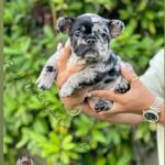 Rockwilder Instagram - My son @pudoublep just set the season off right with the new @dogghouseexotics brand of the best frenchies and bulldogs on the radar!!! Make sure you check ‘em out!! All colors, all flavors!! Let’s get it!! #dogs #breed #animal #frenchbulldog #englishbulldogs
