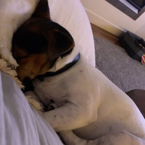 Rodger Corser Instagram - ME: I don’t want a bloody dog. Family: Sure Dad
....I hate being wrong