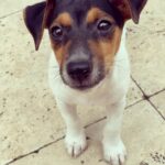 Rodger Corser Instagram - Meet “Eddie”, the newest member of our family. We did say no more kids a few years back...but we had to make an exception for this little guy. Thanks to our great friend Simmy @wanderingozzie_ who hosted us at her place in Coffs and help twist my arm to adopt the brother of their newest addition “Kevin”. Looking forward to reuniting our Jack Russell x Dachshund brothers, Ed & Kev very soon!! #puppylove🐶 #jackweenie #jackshund #ithoughtwewerepasttoilettraining #obviouslynot Coffs Harbour, New South Wales