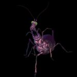 Rodrigo Goulão de Sousa Instagram - Giant insect in the woods- Trying to do some horror themed animations #animation #drawing #digitalart #cartoon #2danimation #after #characterdesign #art #cg #horror #horrormovies #creepy #scary