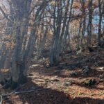 Rosa Diletta Rossi Instagram - Foliage 🍁 2011 monte Godi