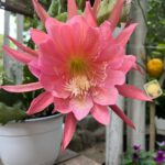 Rosa Diletta Rossi Instagram - Ischia Nostalgia di un tempo che mi piaceva Come le coppette di fragole, col gelato alla crema. Come i fiori che fioriscono un giorno solo. Come il tempo di un caffè.