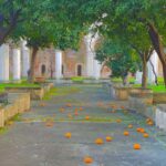 Rouzbeh Rashidi Instagram - Orange 🍊 trees in February.