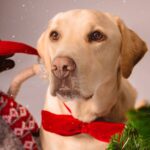 Ruben Madureira Instagram - Todos os donos julgam que o seu cão é o melhor do mundo. Que só lhe falta falar, que é super inteligente. E ninguém está errado. ❤ Feliz Natal . Smile #smile #feliznatal #girl #me #dog #dogsofinstagram #dogs 📸 : @carlitos19700 @joanatavares138
