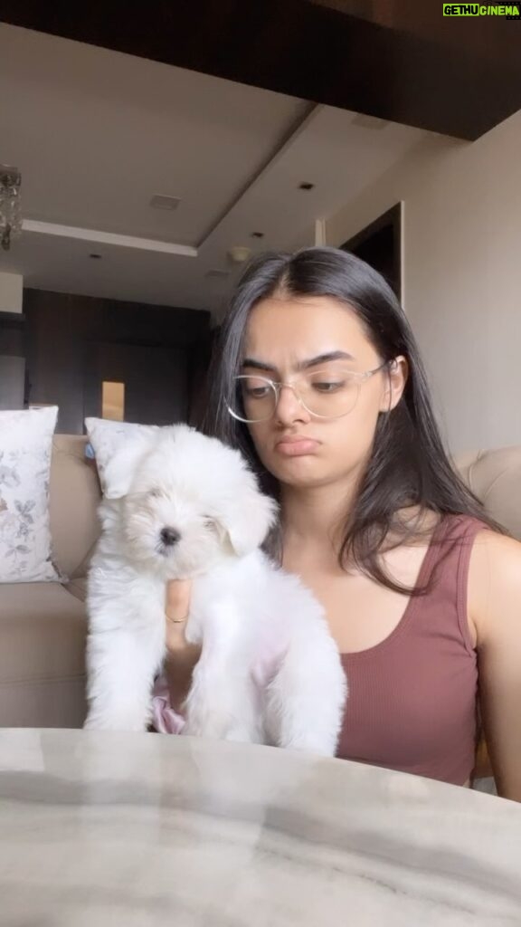 Ruhanika Dhawan Instagram - 2 punjabis there has to be drama disclaimer : both my hands were bitten during the filming of this video @lassidhawan thank you for cooperating #dogsofinstagram #ruhaanikadhawan #maltese
