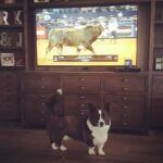Ryan Merriman Instagram - Dad!!!! That bull looks just like me! #furbaby #corgisofinstagram #pbr Sky harbor and Journey are #twins 🤣