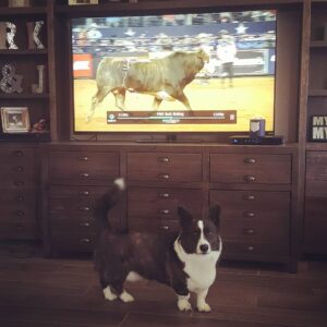Ryan Merriman Instagram - Dad!!!! That bull looks just like me! #furbaby #corgisofinstagram #pbr 
Sky harbor and Journey are #twins 🤣