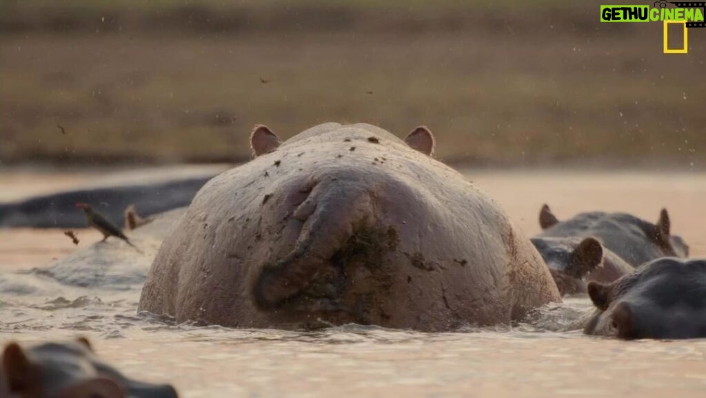 Ryan Reynolds Instagram - There’s a species of Canadian badger that subsists solely on Saskatoon berry pie. That is of course in no way true but if it were, we’d document them in Underdogs. @NatGeoTV 2025