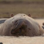 Ryan Reynolds Instagram – There’s a species of Canadian badger that subsists solely on Saskatoon berry pie. That is of course in no way true but if it were, we’d document them in Underdogs. @NatGeoTV 2025