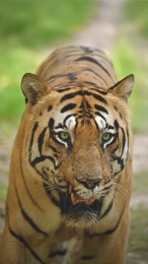 Sadha Instagram - Wait till He gets Up-Close! 

There’s nothing as thrilling as a Tiger walking straight towards you in the Wild, exuding Power, Grace & Indomitable Courage! What’s better is when it’s the ruling male tiger of the park!

Shot on @nikonindiaofficial Z6ii  with Nikorr Z 100-400mm 

#nikon #nikonphotography #nikonindia #mynikonlife #imnikon 
#sadaa #sadaasgreenlife #sadaawildlifephotography 

Tiger, Wildlife, Wildlife Photography, Wildlife Photographer