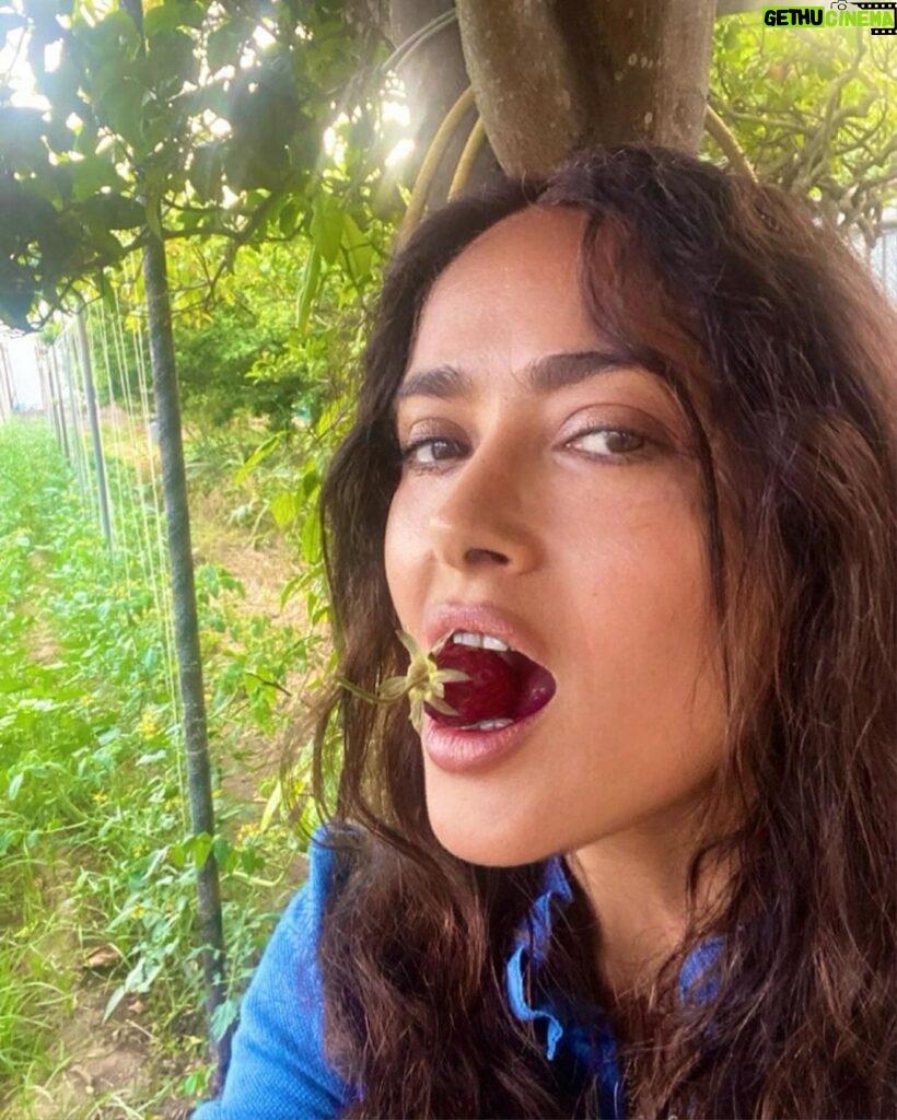 Salma Hayek Pinault Instagram - Grateful for these moments of connection with Mother Nature 🌾🍒Every bite tells a story of sun, soil, and water. 🍋 And yes, that lemon is as big as my head – nature’s own sense of humor! Agradecido por estos momentos de conexión con la Madre Naturaleza 🌾🍒 Cada bocado cuenta una historia de sol, tierra y agua. 🍋 Y sí, ese limón es tan grande como mi cabeza - ¡el propio sentido del humor de la naturaleza!