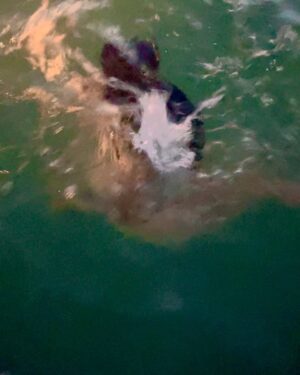 Salma Hayek Pinault Instagram - Every time I need to feel renewed I jump into the ocean 🌊

Cada vez que necesito sentirme renovada, me meto al mar 🌊
#oceanlife