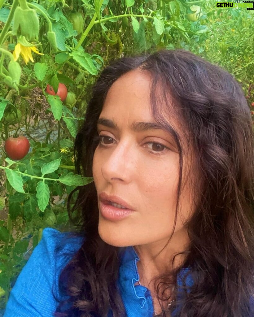 Salma Hayek Pinault Instagram - Grateful for these moments of connection with Mother Nature 🌾🍒Every bite tells a story of sun, soil, and water. 🍋 And yes, that lemon is as big as my head – nature’s own sense of humor! Agradecido por estos momentos de conexión con la Madre Naturaleza 🌾🍒 Cada bocado cuenta una historia de sol, tierra y agua. 🍋 Y sí, ese limón es tan grande como mi cabeza - ¡el propio sentido del humor de la naturaleza!