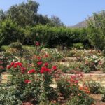 Samantha Robinson Instagram - 🌹 San Ysidro Ranch