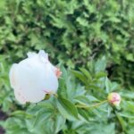 Saskia Thuot Instagram - Rayon de fin journée et vivaces heureuses☀️