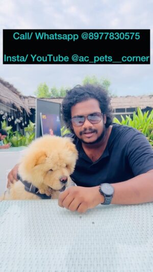 Sathvik Anand Bandela Instagram - @ac_pets__corner 😍🥰