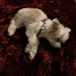 Scott Borchetta Instagram - This little best pal turned 16 years old today. Cali has seen it all... she’s basically the same age as Big Machine.  From the toughest times to the most wonderful, always there unconditionally. Hope your dreams are nothing but love... 🐶🐶❤️❤️