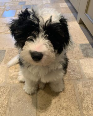 Scott Borchetta Instagram - Uh oh… new princess in town… this is Jesse St. Vincent… definitely has a little outlaw in her and came into our life while we were in St. Vincent islands… puppy up!