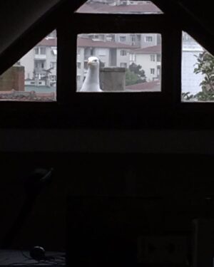 Selçuk Aydemir Instagram - Kapı çalıyor sanıp dışarı çıktım meğer karnı acıkmış istihkakını kovalıyormuş. Artık haraca bağladı her sabah aynı saatte çalıyor pencereyi. Duymazsam sinir yapıp asabileşiyor. Bunun bir de kardeşi var o daha asabi. 
@selkaredigital @selimcetintas @erdalsahin__