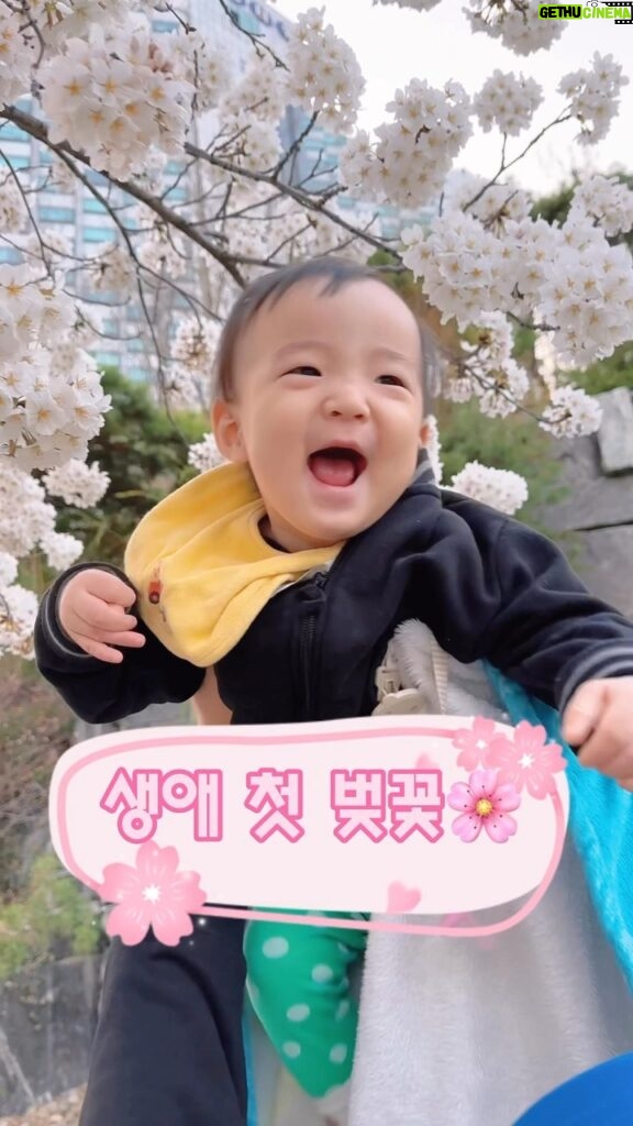Seo Hwa-yi Instagram - ⠀⠀⠀⠀⠀⠀⠀⠀⠀⠀⠀⠀⠀⠀⠀⠀   우리 골드 생애 첫 벚꽃🌸 너무너무 예쁘죠!!!! 스토리에 올렸는데 반응이 폭발적💛 🫶🏻처음에 웃는 소리가 킬포 오늘 벚꽃이 젤 예쁜거 같아요! 꼭 보세요😃 ⠀⠀⠀⠀⠀⠀⠀⠀⠀⠀⠀⠀⠀⠀⠀⠀   ⠀⠀⠀⠀⠀⠀⠀⠀⠀⠀⠀⠀⠀⠀⠀⠀