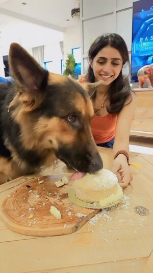 Shalini Balasundaram Instagram - Happy Birthday my little boy @pluto_germanshepherd 2 years with you is a beautiful journey that one can never ask for. Love you so much my little boy. #shalinibalasundaram #spreadlove #germanshepherd #dogsofinstagram