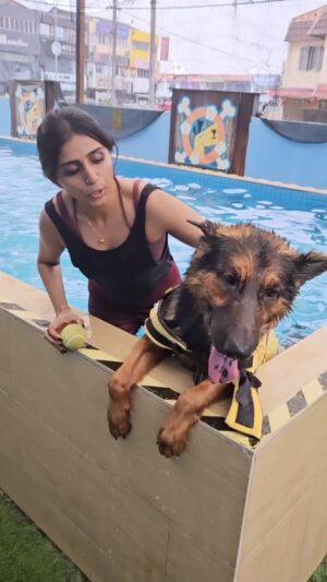 Shalini Balasundaram Instagram - First swimming session for @pluto_germanshepherd #shalinibalasundaram #doglover #dogsofinstagram #germanshepherd